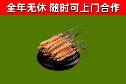 鹤峰回收冬虫夏草