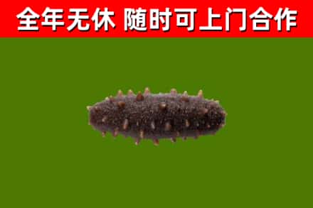 鹤峰回收海参干